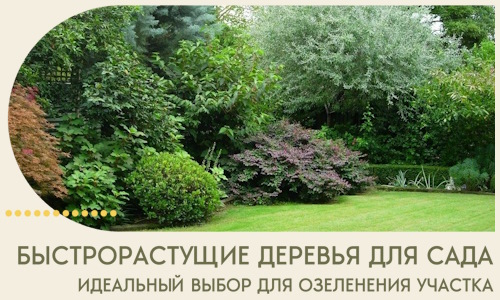 Быстрорастущие деревья для сада идеальный выбор в Кизляре