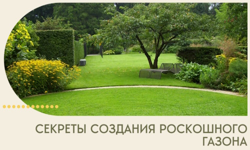 Секреты создания роскошного газона в Кизляре